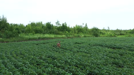white-tail-deer-standing-in-crop-field-close-up-aerial