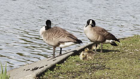 Goose-family-sleeping-next-to-pond---Stanley-Park-VAncouver