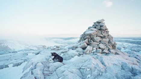 Alaskan-Malamute-Lying-On-Rocky-Winter-Mountains-Next-To-A-Cairns-Against-Foggy-Sky-Near-Forest-At-Trondheim,-Norway