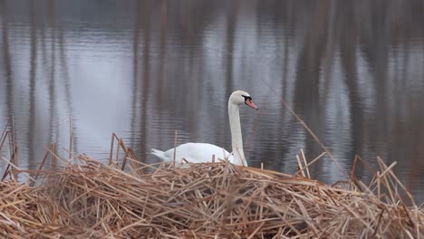 A-winter-pond-is-occupied-by-a-large-single-swan-migrating-to-who-knows-where