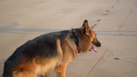 German-shepherd-dog-in-playful-mood-on-beach,-playing-with-owner-on-beach-in-Mumbai