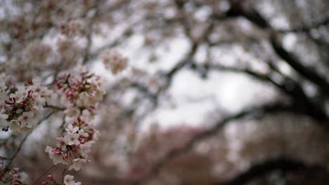 Sakura-Flower-Cherry-Blossom-Tree-in-Japan-4K-Beautiful-Spring-Flower-Blossom-in-Tokyo