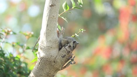 Eichhörnchen-Isst-Nüsse-Im-Park