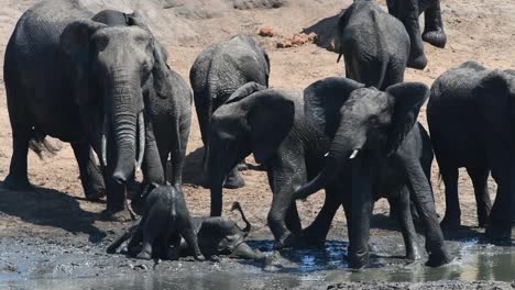 Eine-Herde-Afrikanischer-Elefanten-Kühlt-Sich-In-Einem-Schlammigen-Wasserloch-Im-Krüger-Nationalpark-Ab,-Während-Zwei-Elefantenbabys-Im-Wasser-Toben