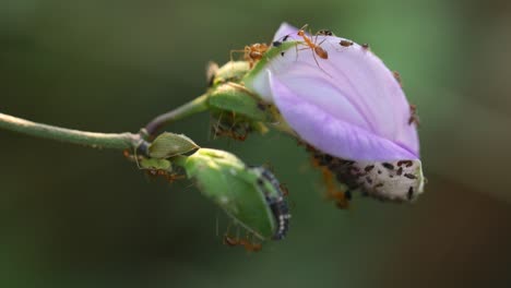 Rote-Ameisen-Umschwärmen-Eine-Blume-In-Freier-Wildbahn