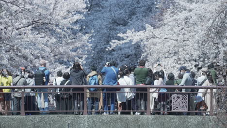 Gente-En-El-Puente-Sobre-El-Río-Meguro-Disfrutando-De-La-Vista-De-Los-Cerezos-En-Flor-Durante-El-Hanami-En-Tokio,-Japón