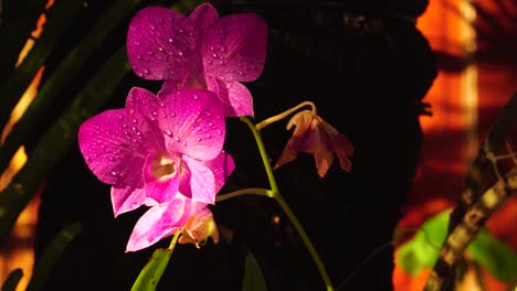 Exotische-Magentarote-Orchideenblüten-Mit-Wassertropfen-Auf-Blütenblättern-Im-Tropischen-Garten