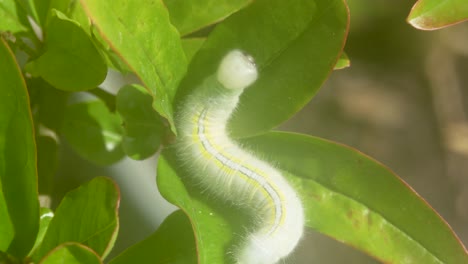 Shot-of-a-green-caterpillar-making-a-nest-in-the-green-leaves
