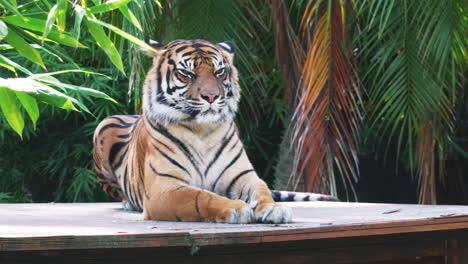 Sumatra-Tiger-Ruht-Auf-Holzplattform-Mit-Palmen-Im-Hintergrund-Im-Zoo