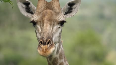 Giraffe-Ossicone-horns-on-head,-Closeup-Tilt-Up-of-Face