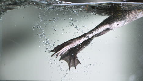 Schwimmender-Ochsenfrosch-In-Zeitlupe-Unter-Weißem-Hintergrund
