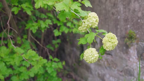 White-spherical-flowers-of-snowball-tree-close-up