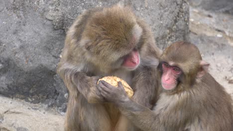 Japanese-Macaque-Eating-Food-In-Zoo---close-up-shot
