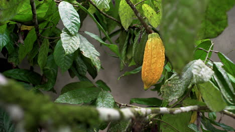 Amazonian-yellow-cacao-fruit-with-pod-hanging-on-tree-in-rainforest---Close-up-shot