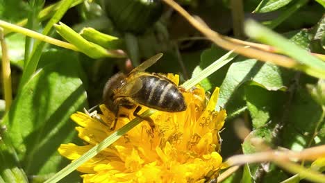 Eine-Honigbiene-Bestäubt-Eine-Gartenblume-In-Der-Natur,-Während-Ein-Sanfter-Wind-Weht