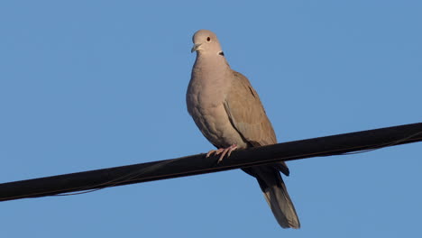 A-Eurasian-Collared-Dove-perched-on-a-utility-wire-in-the-morning-sun---isolated-portrait