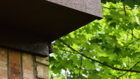 Bienen-Bauen-Ein-Nest-In-Einem-Haus-Und-Fliegen-Hinein