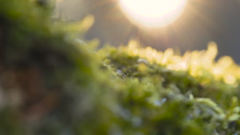 Sun-rays-shine-on-the-moss-covered-forest-ground