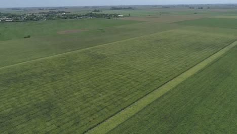 Flug-über-Grünes-Landwirtschaftliches-Maisfeld