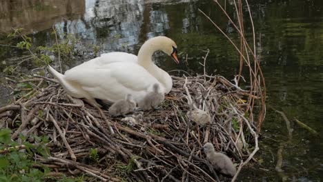 White-mother-swan-nesting-and-protecting-young-cygnet-baby-birds-lakeside