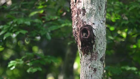 Collared-Pygmy-Owl,-Taenioptynx-brodiei,-Kaeng-Krachan-National-Park,-Thailand