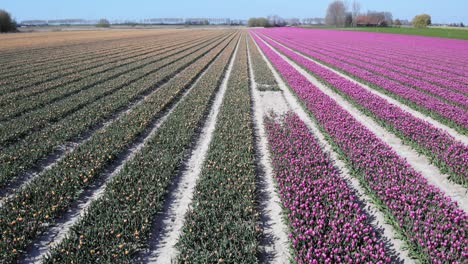 Beautiful-Field-Of-Colorful-Tulips-In-Zuid-Beijerland-Province-Of-South-Holland-In-Netherlands---aerial-drone