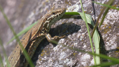 Macro-shot-of-wild-lizard-resting-on-rock-during-sunlight-and-Windy-day-outdoors