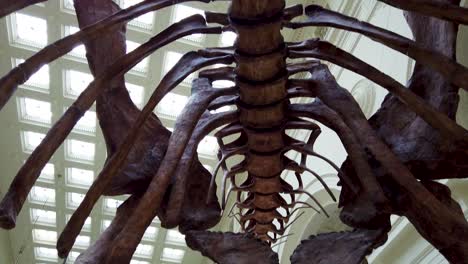 Exhibición-De-Esqueleto-De-Huesos-De-Dinosaurio-En-Exhibición-De-Museo