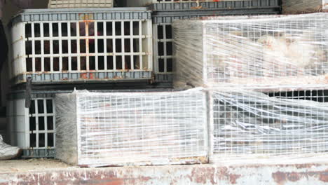 Live-Chicks-In-Crates-Covered-With-Plastic-Being-Sold-At-Marketplace-In-Leiria,-Portugal