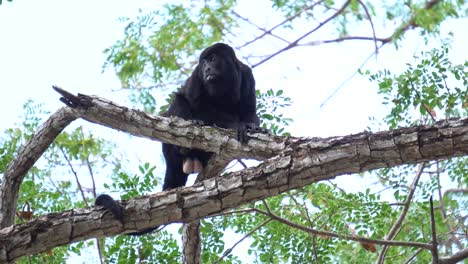A-magnificent-specimen-of-a-Mantled-Howler-monkey-,-resting-on-a-branch