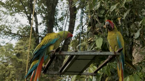 Group-of-Great-green-macaws,-Ara-ambiguus-perching-and-eating-in-nature