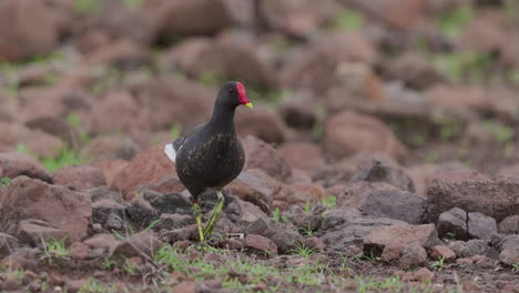 Common-Moorhen-walking-towards-the-camera-over-the-rocks-on-a-early-morning