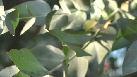Eucalyptus's-leaves-moving-in-the-wind,-close-up