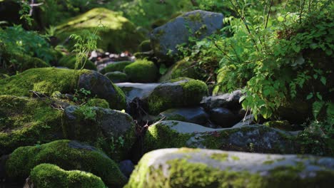 Moss-covered-rocks-in-mountain-river-at-sunrise,-Tottori-Japan