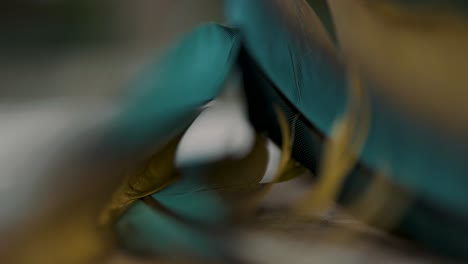 Close-up-of-Great-green-macaw-feather