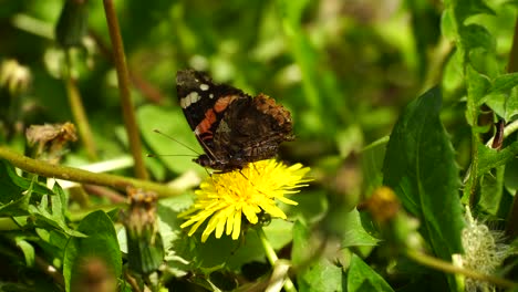 Mariposa-Recogiendo-El-Néctar-De-Una-Flor-Amarilla-Floreciente-Con-Su-Probóscide