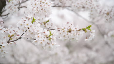 Weiße-Janapese-Kirsch-Sakura-Baumblätter,-Die-An-Einem-Bewölkten,-Hellen-Tag-Im-Wind-Wehen
