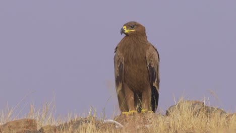 Close-up-Of-Steppe-Eagle-Watching-And-Waiting-For-Prey