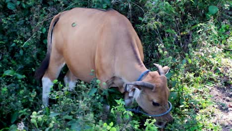 A-Horned-Brown-Cow-Eating-Grass-in-Timor-Leste