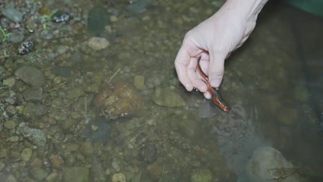Japanese-fire-belly-newt-being-examined-by-researching,-Tottori-Japan
