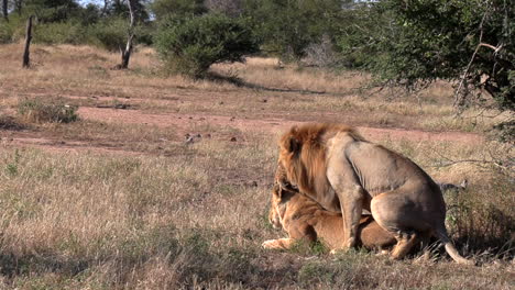 Lions-mating-in-the-African-wilderness-during-the-daytime-with-copy-space