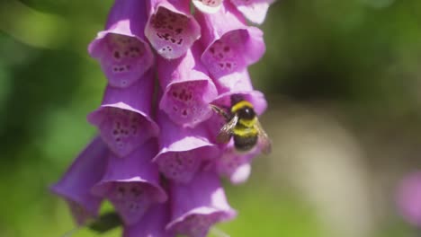 Closeup-static-shot-of-bumble-bee-sitting-in-foxglove-flower-and-cleaning-its-face-before-flying-into-a-different-flower