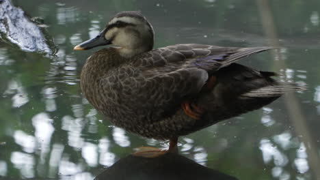 Closer-View-Of-an-Eastern-Spot-billed-Duck-Scratching,-Grooming-And-Standing-One-Legged-In-Saitama,-Japan---close-up