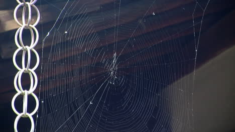 Spider-web-and-Japanese-rain-chain-