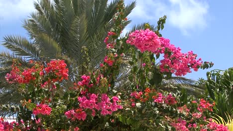 Flores-De-Palmeras-Y-Buganvillas-En-Grand-Turk,-Islas-Turcas-Y-Caicos
