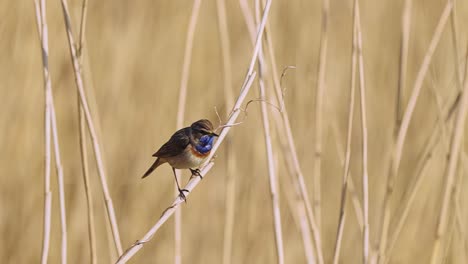 white-spotted-bluethroat-perched-on-reed-branch