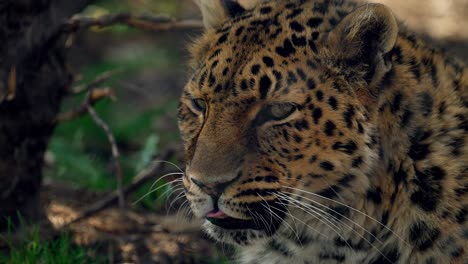 Wunderschöner-Leopard,-Der-Sich-Umdreht,-Um-In-Die-Kamera-Zu-Schauen---Zeitlupe