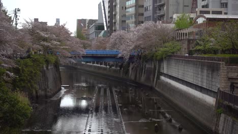Meguro-River-in-central-Tokyo,-Japan-with-beautiful-pink-cherry-blossom-trees