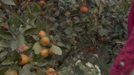 Obstbauer-Sammelt-Orangen,-Indem-Er-Sie-Mit-Einer-Gartenschere-Vom-Orangenbaum-Schneidet