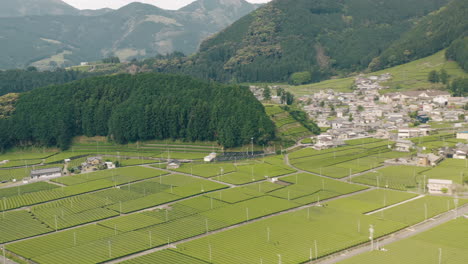 Aerial-View-Of-Green-Tea-Farm-near-Village-And-Evergreen-Forest-At-Kawane,-Shizuoka,-Japan